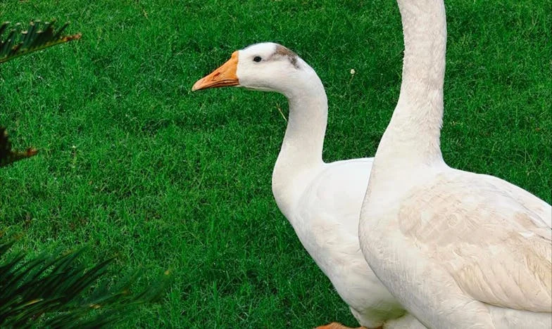 Pet mjeseci s punicom: Bitka za dom i srce obitelji