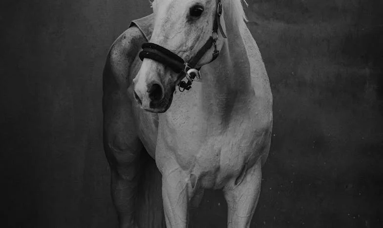 Tajno Sklonište: Kako je Jedna Riječ Promijenila Sve