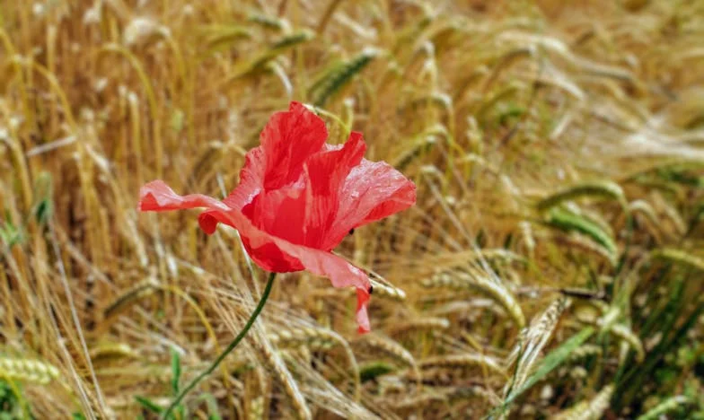 Prawie wszystko w porządku — historia Zofii i Mikołaja