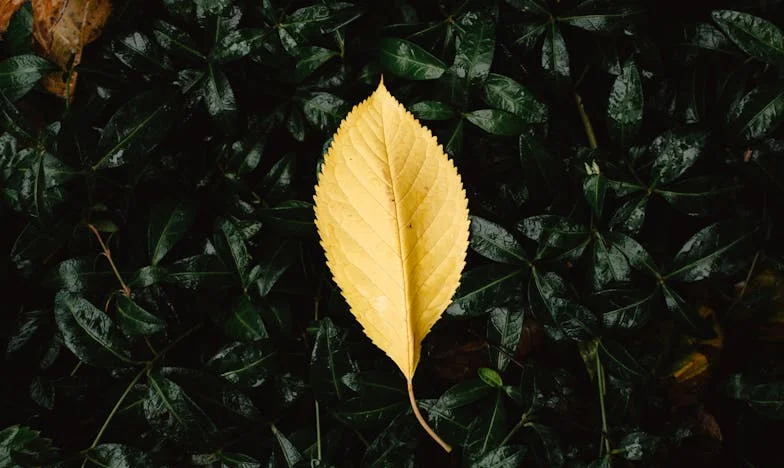 Cień nad rodziną: Historia, która zmieniła wszystko
