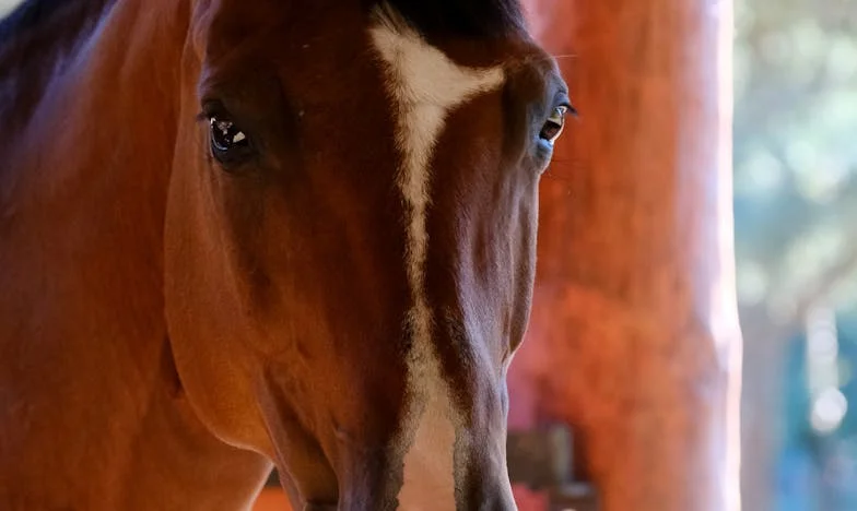 Gdy Mama Wie Lepiej: Walka o Moje Małżeństwo z Cieniem Teściowej