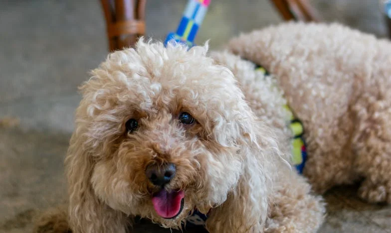Kiedy dobroć staje się słabością: Historia o zaufaniu i zdradzie w rodzinie
