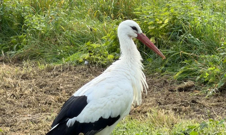 Mój syn chce się ożenić i wrócić do domu – czy powinnam poświęcić własny spokój dla jego szczęścia?