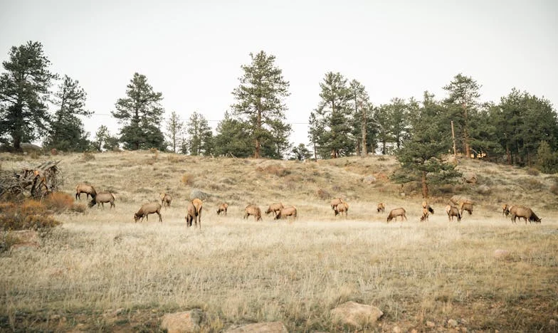 Szlachetny Zdrajca – Opowieść o Iluzji