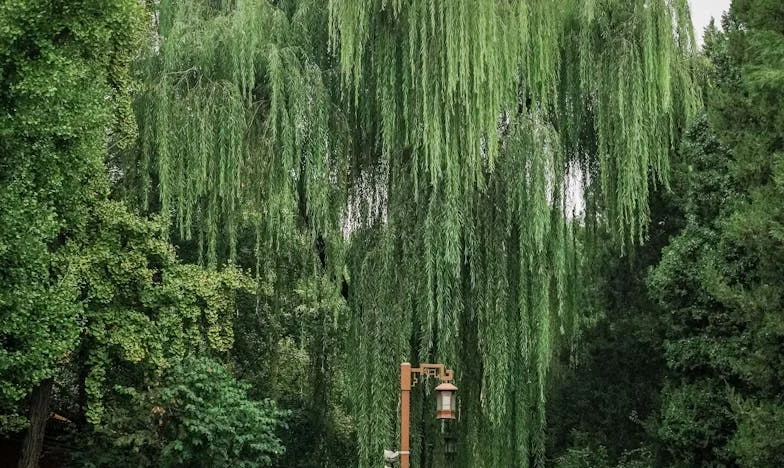 „Szwagierka dostała wszystko, a nam została tylko cisza” – Historia rodzinnego dziedzictwa