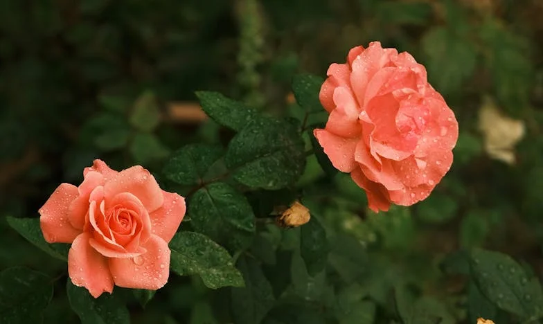 Ten dzień, kiedy nauczyłam się mówić „nie”: Balatoński sen i rodzinna rzeczywistość