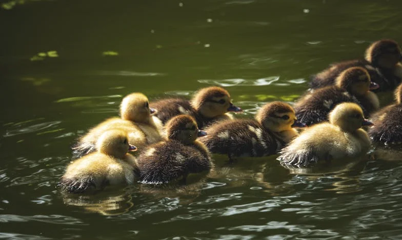 Znalazłam dziecko przy torach kolejowych i wychowałam je jak własne – po 25 latach jej przeszłość zapukała do naszych drzwi