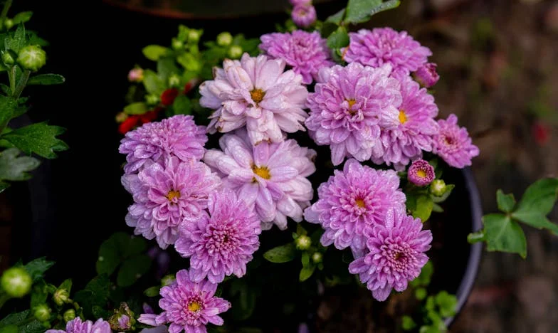 Dlaczego babcia już nie przychodzi? Opowieść o ciszy, która boli