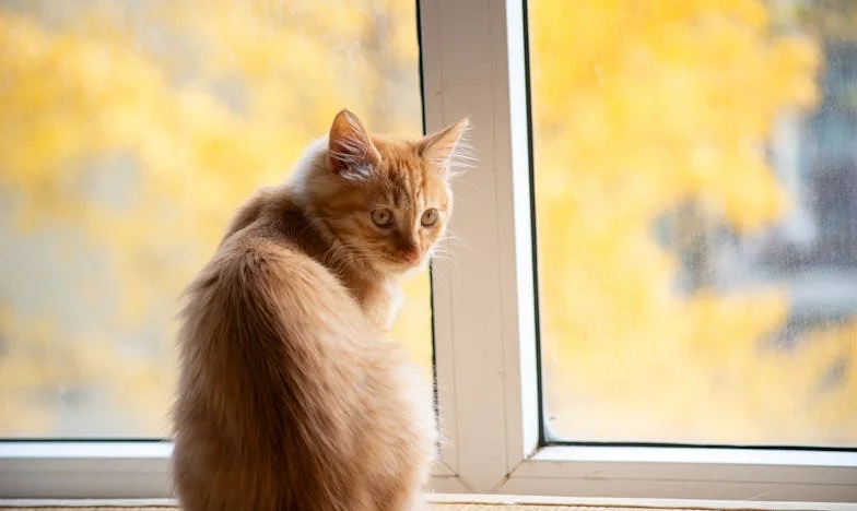 Gorzka prawda pod dachem rodzinnego domu: Opowieść o przebaczeniu i nowych początkach