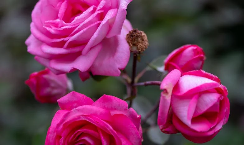 Kiedy brat żąda swojego: Dom, miłość i zdrada w polskiej rodzinie