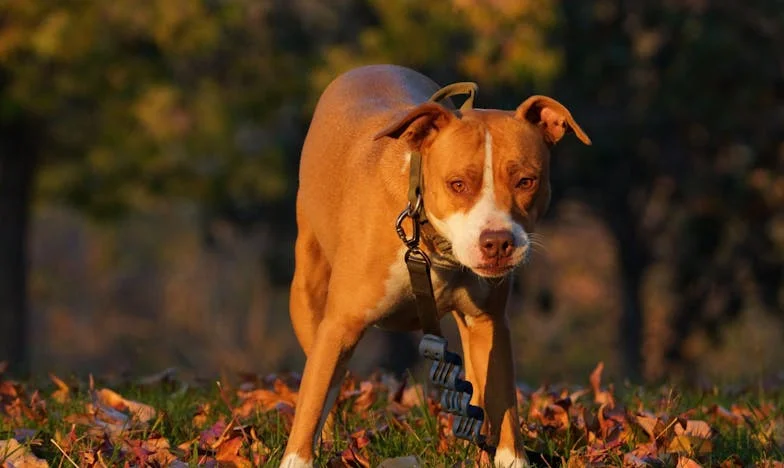Kiedy cisza krzyczy – Wyznanie babci, która straciła kontakt z wnuczką (Moja walka o prawdę i rodzinę)