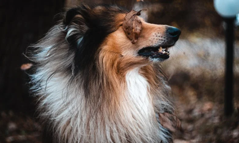 Kiedy cudza krew wchodzi do domu: Moje życie jako druga żona i macocha w cieniu przeszłości Pawła