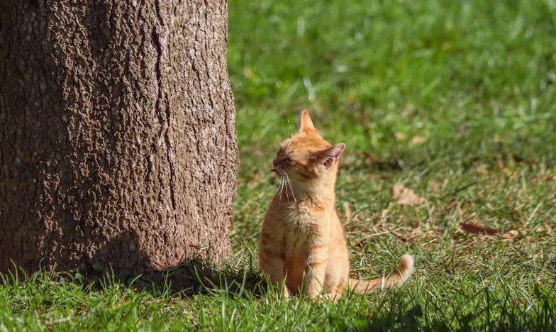 Między młotem a kowadłem: Jak matka rozbiła nasze małżeństwo na kawałki