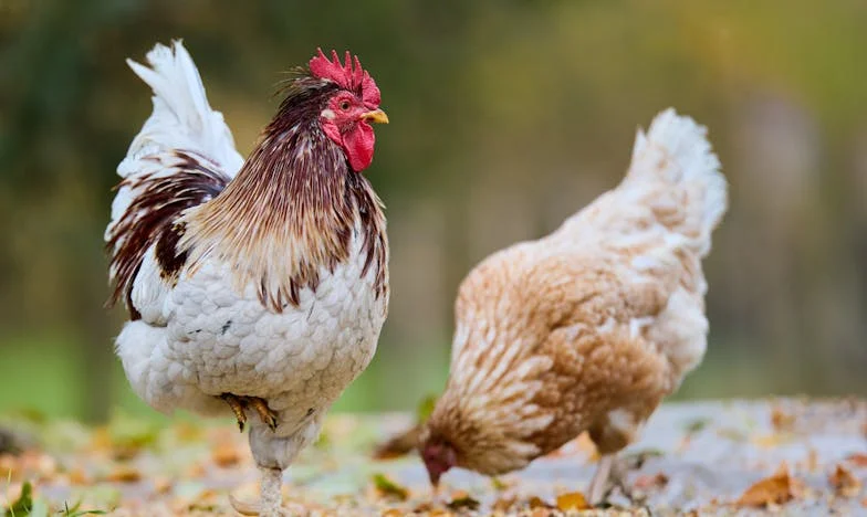 Ostatni telefon mojej matki – historia, która zmieniła moje życie