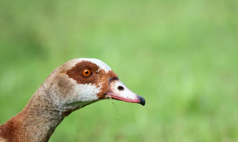 Szczęście w czerni: Opowieść Haliny