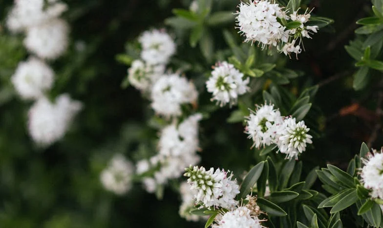 Zdrada na końcu września: Opowieść Weroniki