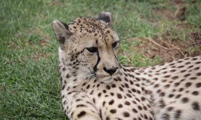 Zdradzone przez własną krew: Historia siostrzanej zdrady