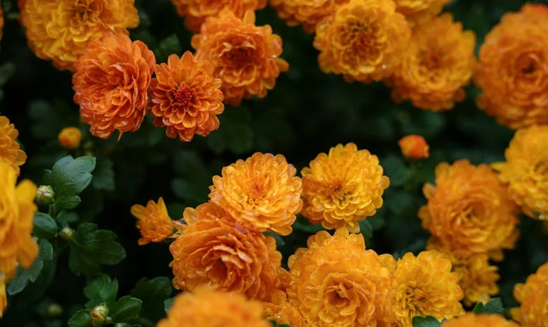 Złoty pierścionek i gorzki prezent: Historia rodziny Nowaków