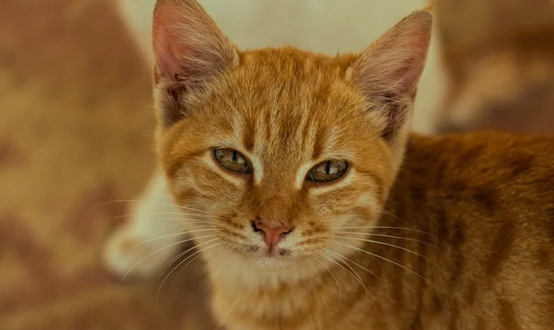 Cena, która nigdy się nie kończy: Moje życie jako babcia na pełen etat i walka o własny głos