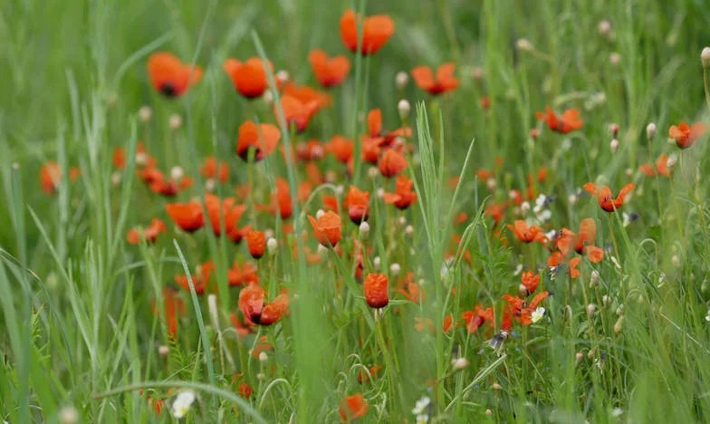 Teściowa odwołała ślub i zniesławiła mnie przed narzeczonym: „Wraca do byłego”
