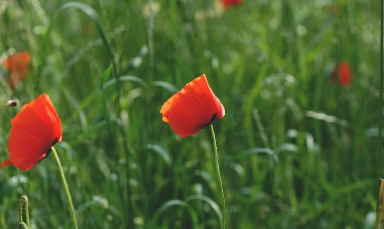 Wróćcie na wieś — i powiedzcie prawdę