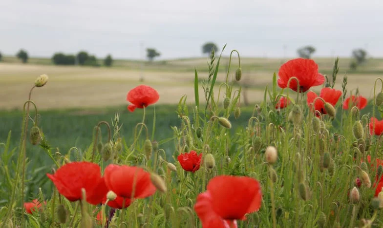 „Będzie tak, jak pragnę!” — powiedziała babcia, a ja poczułam, jak mi pęka gardło