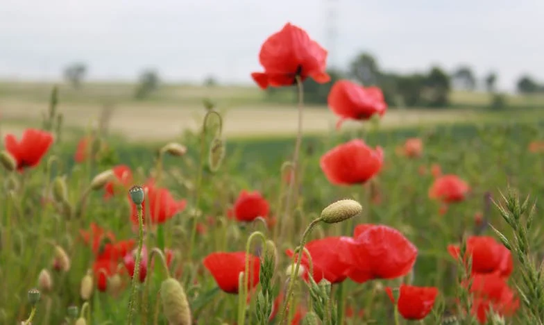 Po prostu pragnęłam szczęścia
