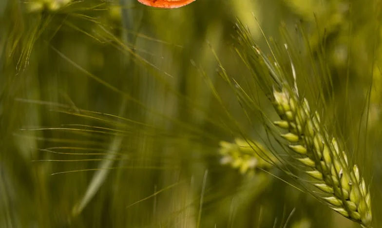 Zima, w której strażnik przyniósł mi prawdę